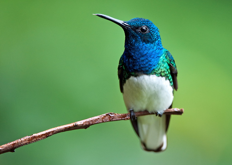 stick, beak, Florisuga mellivora, brown, wooden, wildlife, necked, 2K, nature, blue, jacobin, animal, White-necked Jacobin, bird, Costa Rica, shallow
