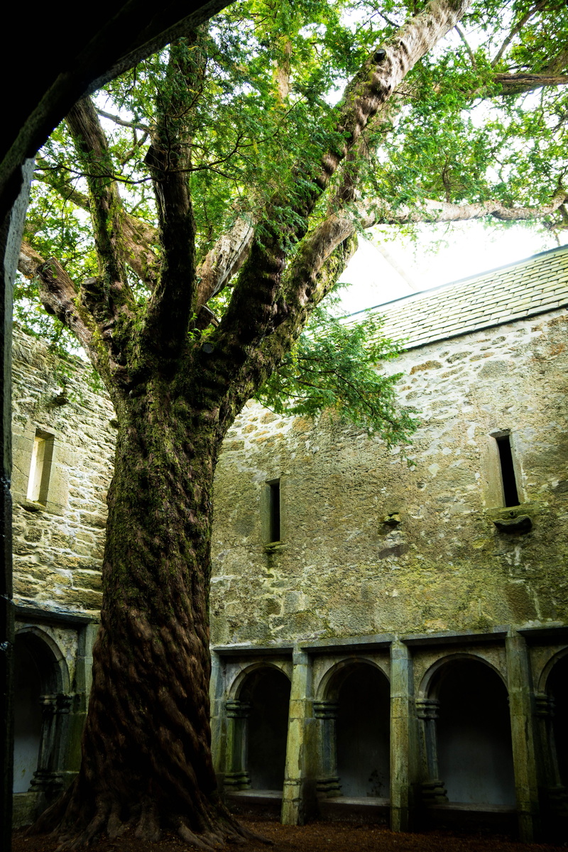 house, built structure, no people, architecture, national park, tree trunk, muckross, day, low angle view, kerry way, historically, old, killarney, the past