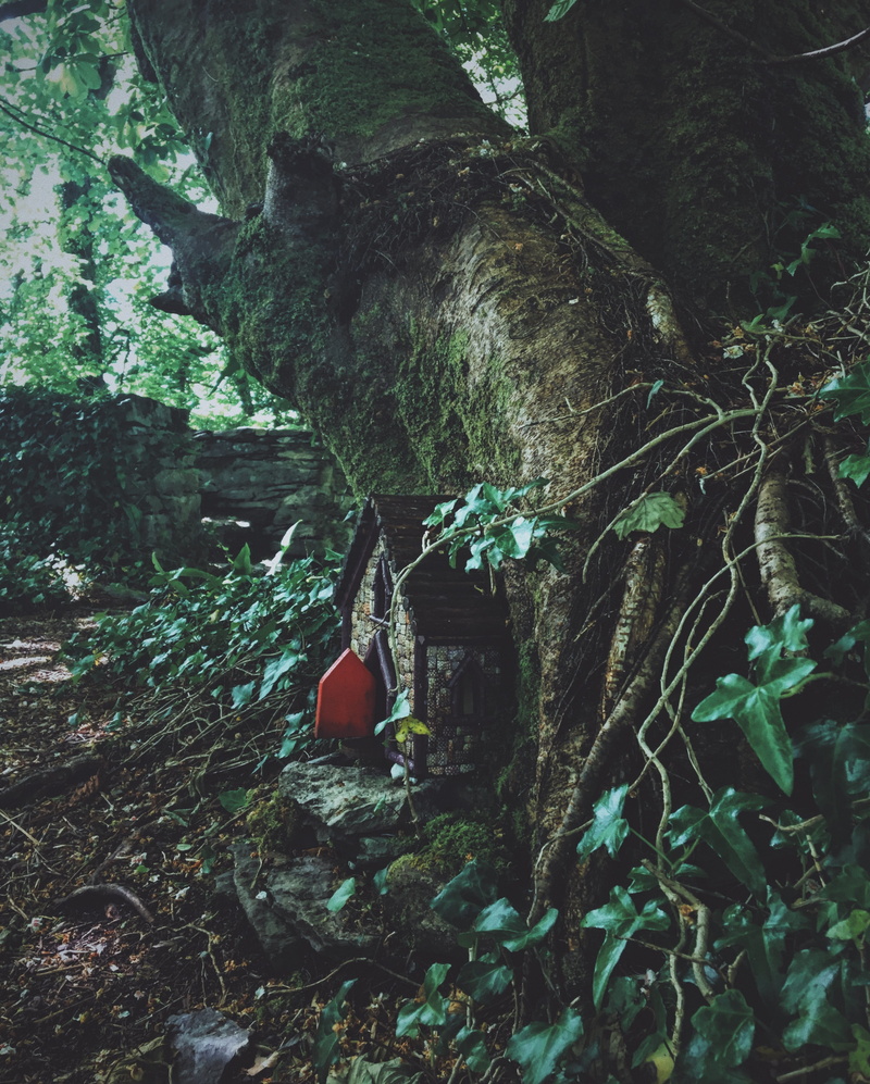 land, medieval, surreal, natural, forest, woodland, growth, derrynane house, day, faerie, 2K, caherdaniel, no people, ivy, fantasy, ireland, trunk, fairy