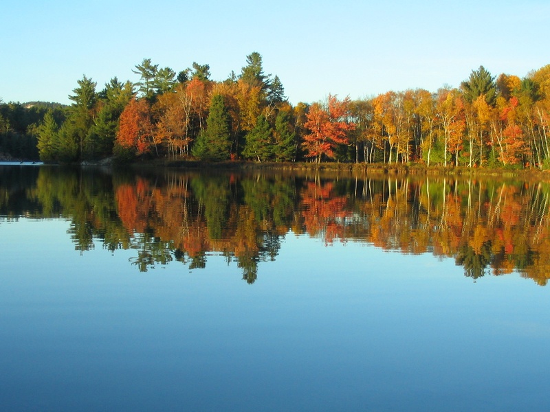 colours, fronting, tree, lake, beauty In Nature, orange Color, sky, clear sky, yellow, water, outdoors, season, killarney, day, nature, plant, reflection