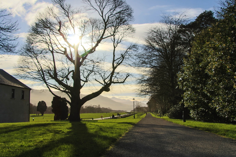 transportation, plant, bare tree, sunlight, road, cloud - sky, building, outdoors, ireland, park, 5K, no people, house, sun, nature, beauty in nature