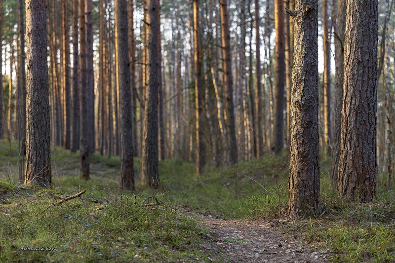 trunk, trail, pine woodland, tree, pine, scenics - nature, environment, tranquility, killarney, trees, coniferous tree, 5K, spring, green, outdoors, piscinalis