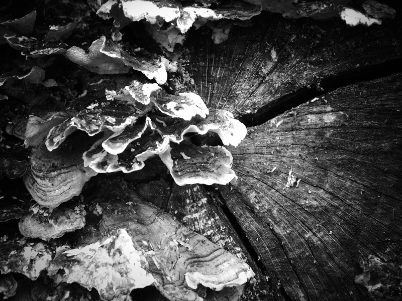 nature, winter, beauty in nature, growth, mushroom, bark, full frame, high angle view, textured, food, day, outdoors, no people, killarney, 5K, toadstool