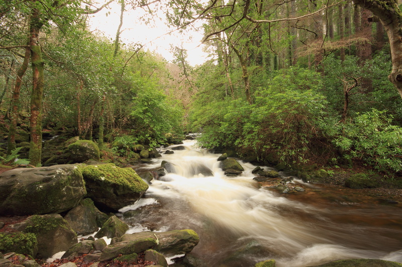 beauty in nature, woodland, rock - object, motion, nature, no people, environment, rainforest, water, stream - flowing water, flowing, flowing water, solid
