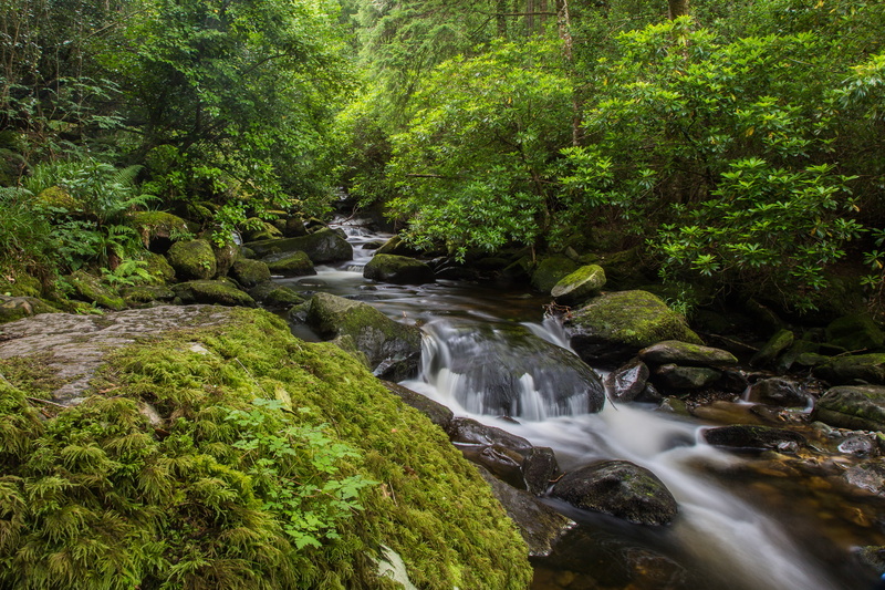 moss, the bushes, for, trees, greens, stones, Killarney national park, stream, forest, 1080P, Ireland, Owengarriff River