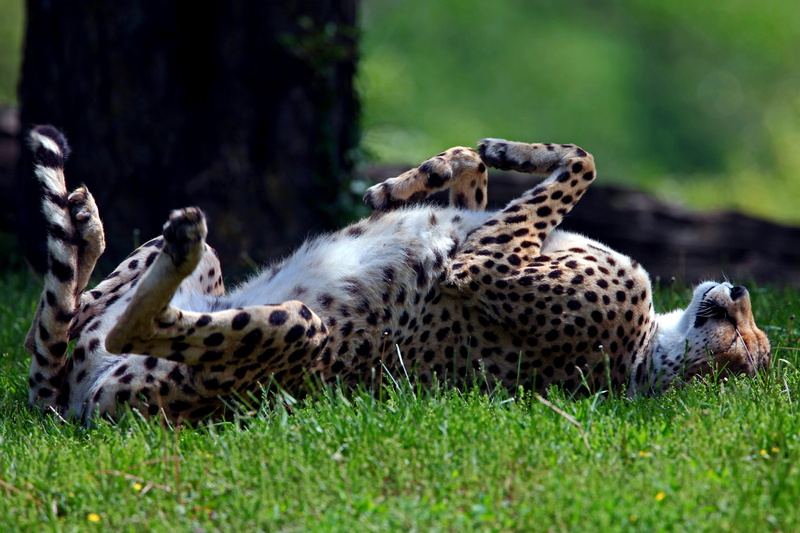 safari, cheetah, green Color, grass, wilderness Area, carnivore, outdoors, animal wildlife, plain, nature Reserve, safari Animals, animal, east Africa