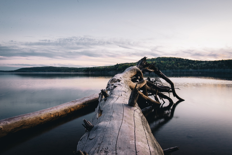 daytime, bared, non-urban scene, nature, sky, tranquility, lake, tree, scenics - nature, sunset, mountain, log, outdoors, reflection, bark, beauty in nature