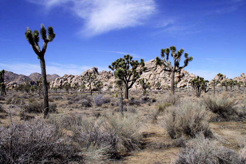 land, travel destinations, beauty in nature, national park, solid, outdoors, landscape, joshua tree, no people, joshua tree national park, rock, joshua