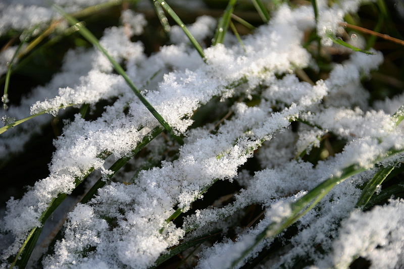 frost, nature, fir tree, snow, plant, weather, extreme weather, frozen, no people, coldsnap, green, winter, covered, blades of grass, blizzard, 4K, covering