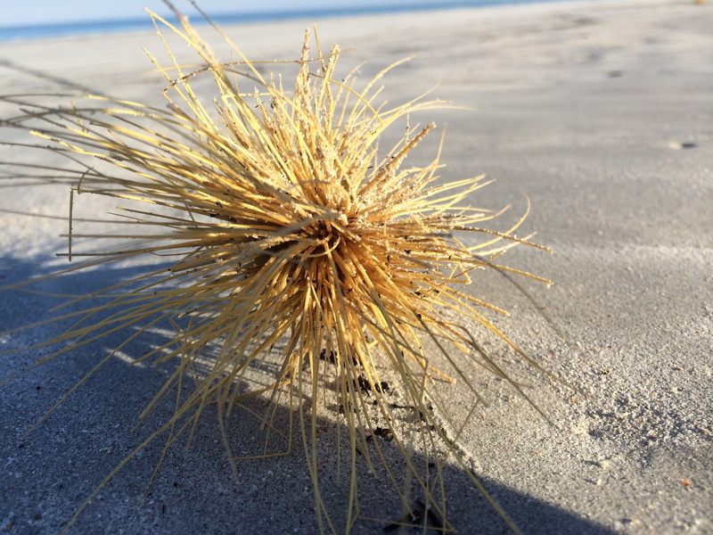 arid climate, beach, spiked, focus on foreground, high angle view, no people, environment, dead plant, day, water, plant, wilted plant, dry, sunlight, growth