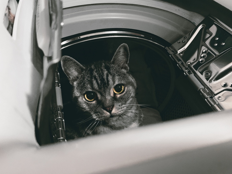 vertebrate, animal body part, tumble dryer, 4K, pet, fur, cat, pets, animal eye, mammal, close-up, feline, whiskers, looking at camera, indoors, domestic cat