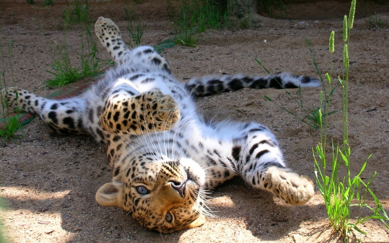 day, Tumbling, relaxation, resting, animals in the wild, Leopard, lying down, group of animals, 1080P, Cub, carnivora, feline, Playful, land, big cat