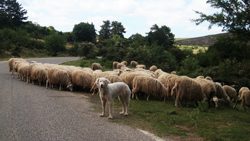 italy, sardinia, domestic animals, nature, herd, domestic, animal themes, dog, no people, flock of sheep, mammal, sheep, group of animals, day, vertebrate
