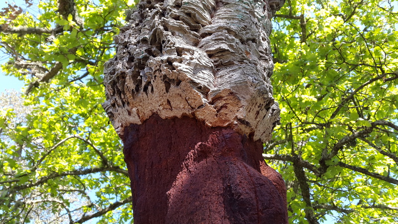 quercus suber, no people, sardinia, mediterranean, day, low angle view, bark, outdoors, 4K, tree trunk, deciduous tree, plant, branch, textured, focus on foreground