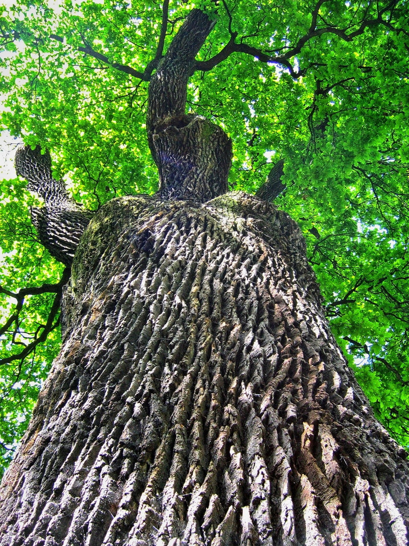 tranquility, the power of, oak, green color, oaks, trunk, outdoors, beauty in nature, pattern, poland, woodland, tree, day, 1080P, plant, forest, low angle view