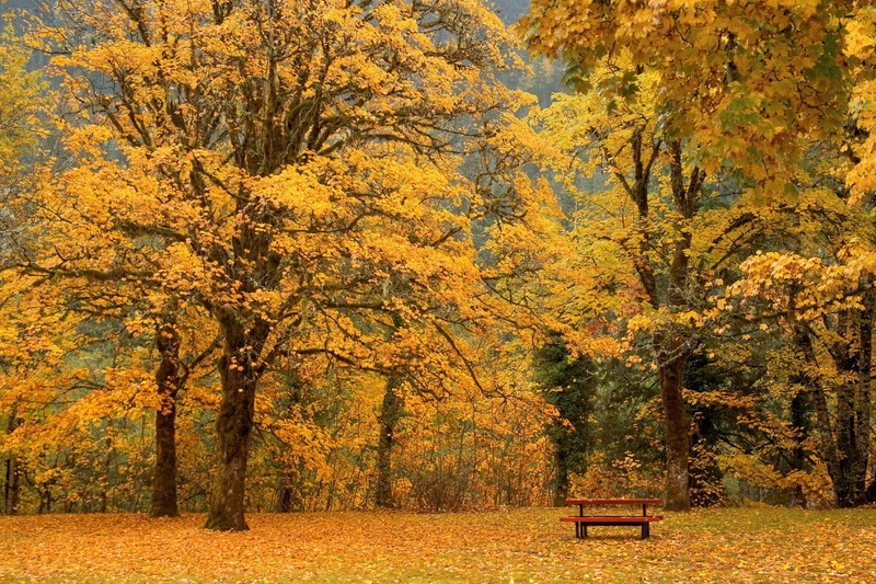 park, oak trees, land, plant, seat, autumn collection, yellow, orange color, beauty in nature, growth, day, 1080P, scenics - nature, outdoors, plant part