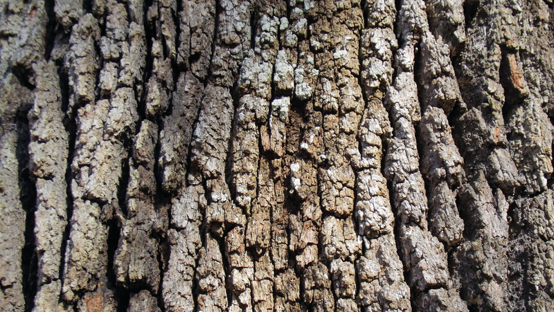 4K, natural, plant, no people, backgrounds, nature, brown, growth, oak, natural pattern, live, full frame, rough, oak tree, bark, lichen, textured, close-up