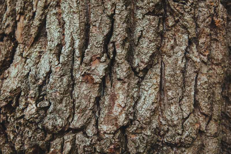 rind, plant, natural pattern, day, growth, english oak, textured, wood, tree trunk, textured effect, plant bark, brown, backgrounds, pedunculate oak, outdoors