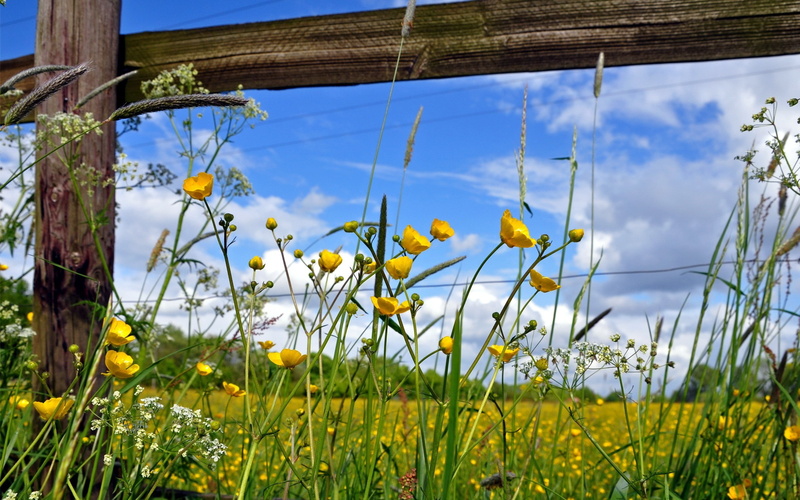 landscape, wildflowers, nature, fence, flowers, 2K