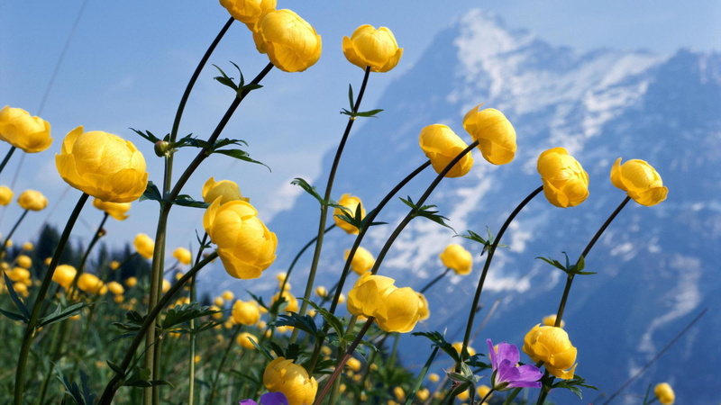 nature, 1920x1080, 1080P, wildflower