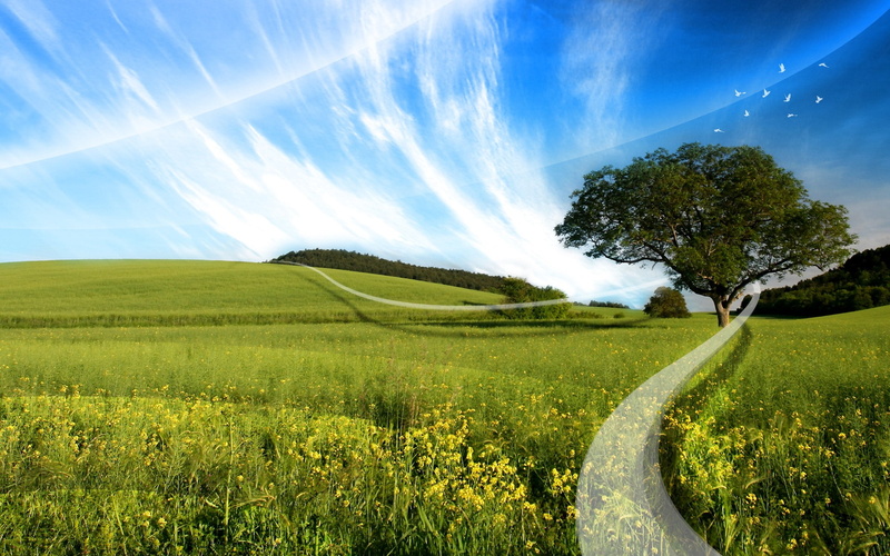 ribbon, plantation, tree, plant, tranquility, agriculture, beauty in nature, sunlight, outdoors, growth, landscape, no people, tranquil scene, rural scene