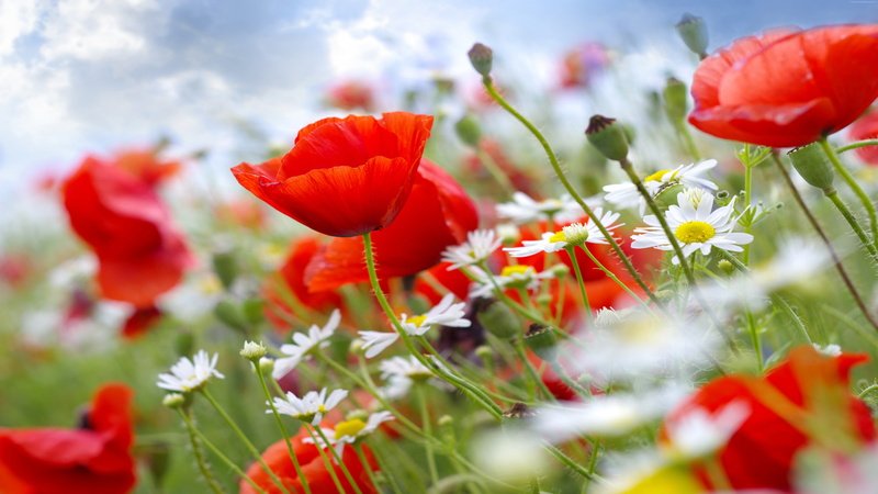 5k, Poppy, wildflowers, 8k, meadows, 8K, 4k