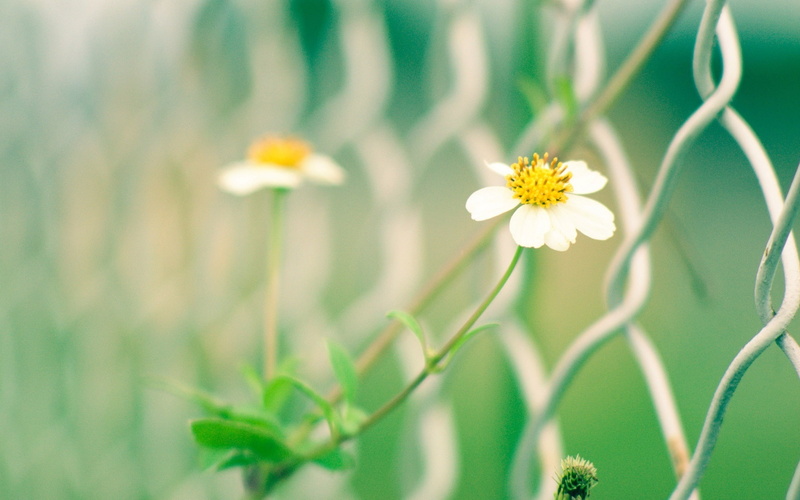 Blur, White, 1080P, Yellow, Fence, Wildflowers