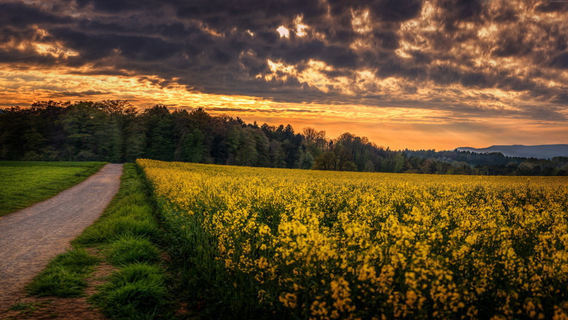 farm, Meadows, yellow, tranquility, plant, growth, trees, land, idyllic, nature, tranquil scene, outdoors, 4k, beauty in nature, the way forward, scenics - nature
