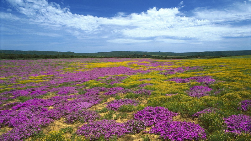 wildflowers, south, wildflower, africa, 1080P, 1920x1080, nature, flower, purple, field