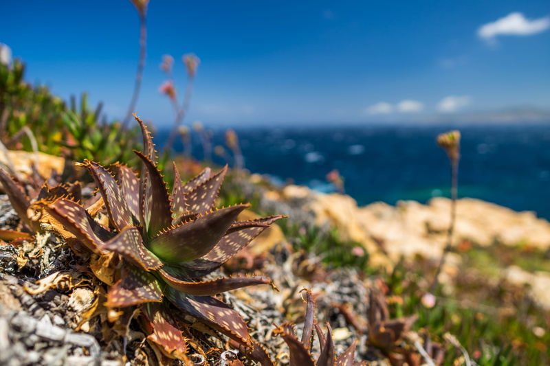 field, landscape, environment, travel, corsica, sea, waters, close-up, sky, water, sunlight, selective focus, tranquil scene, no people, sardinia, scenics - nature
