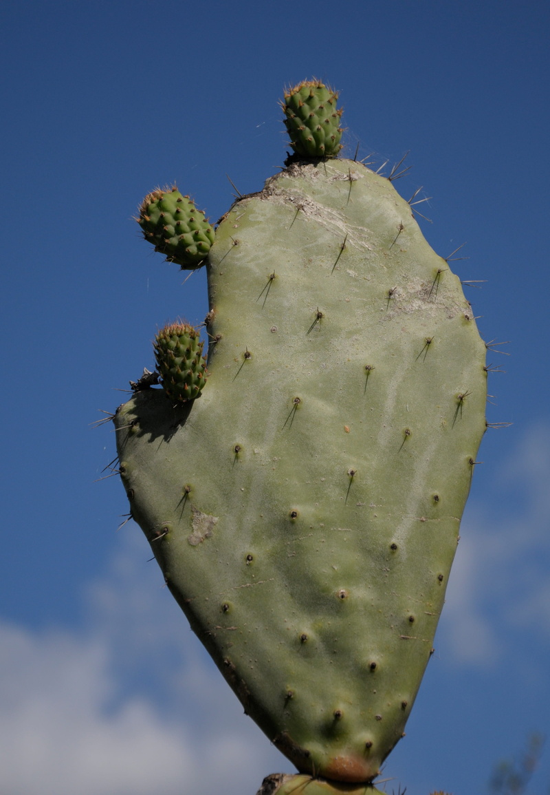prickly pear cactus, beauty in nature, green, nature, no people, prickly, sharp, green color, growth, outdoors, succulent plant, arid climate, focus on foreground