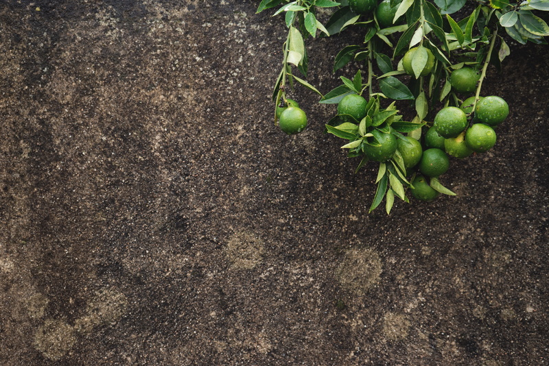 plant, green color, day, copy space, high angle view, no people, plant part, vegetation, healthy eating, nature, italy, flora, 5K, food and drink, soil
