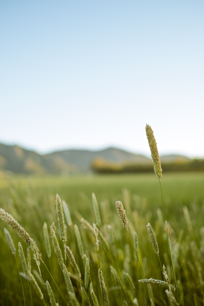 photography, sky, plant, sardegna, sun, green, scenics - nature, growth, tranquility, hayfield, grasses, scenic, beauty in nature, clear sky, environment