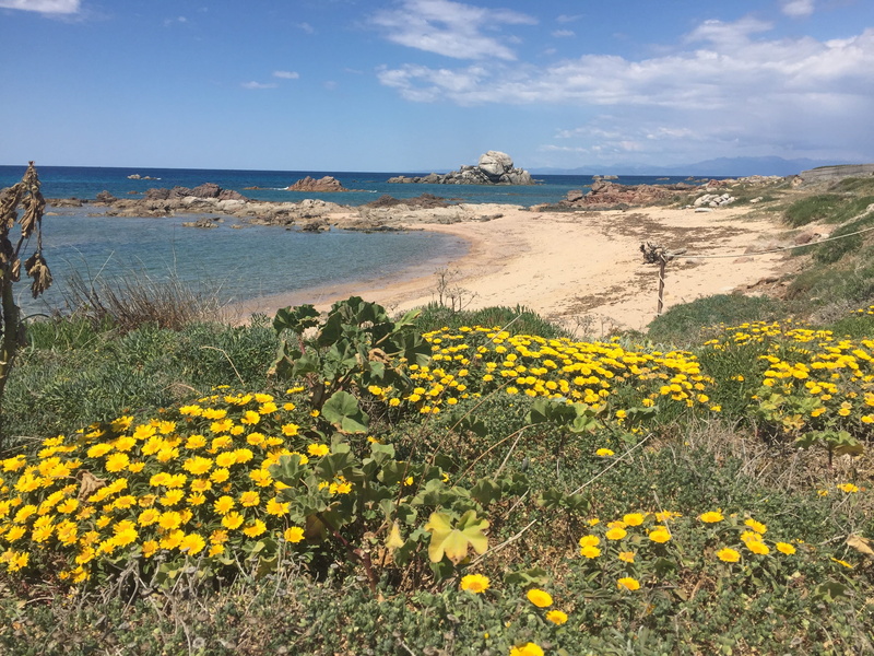 sardinia, nature, scenics - nature, flowers, flowering plant, fragility, yellow, beauty in nature, beach, cloud - sky, 2K, flower head, horizon over water