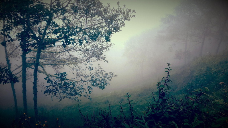 720P, outdoors, forest, landscape, non-urban scene, painting, shrubs, tranquil scene, nature, tree, no people, scenics - nature, trees, tranquility, hills