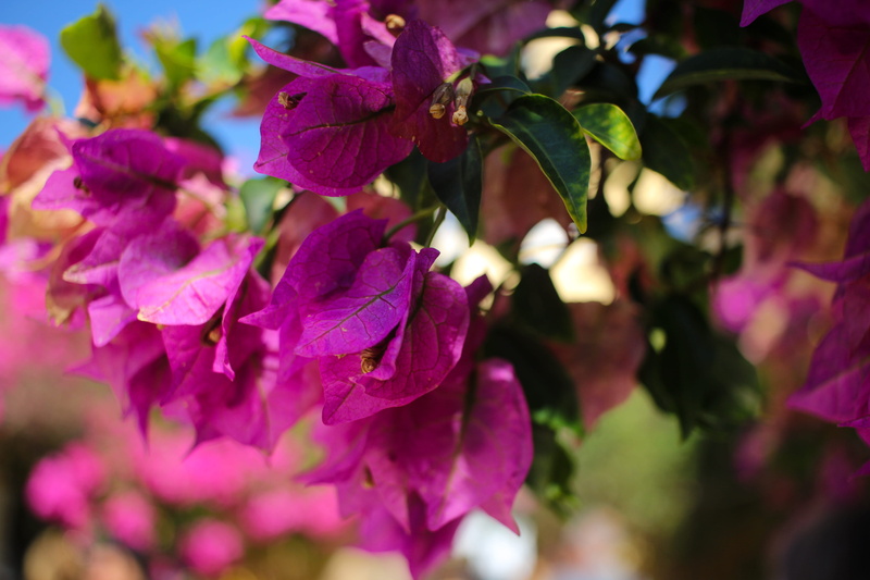 flower head, greece, beauty in nature, palaiokastritsa, inflorescence, selective focus, close-up, freshness, fragility, pink color, growth, focus on foreground