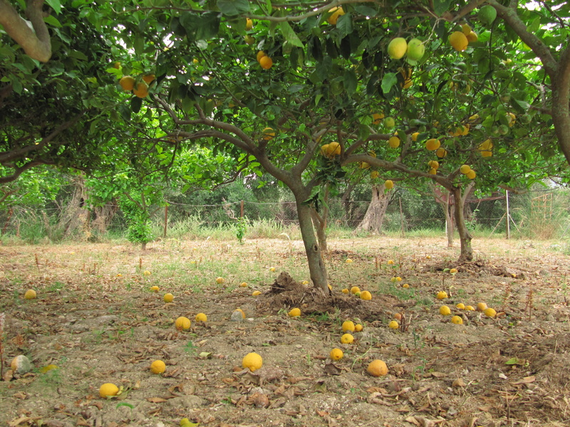 nature, leaf, land, wellbeing, plant, tree, beauty in nature, outdoors, citrus, greece, lemons, fruit, 4K, food and drink, field, food, growth, orchard