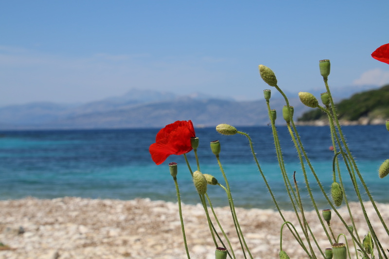 5K, Sea, Avlaki Bay, Water, Flowers, Poppy, Corfu