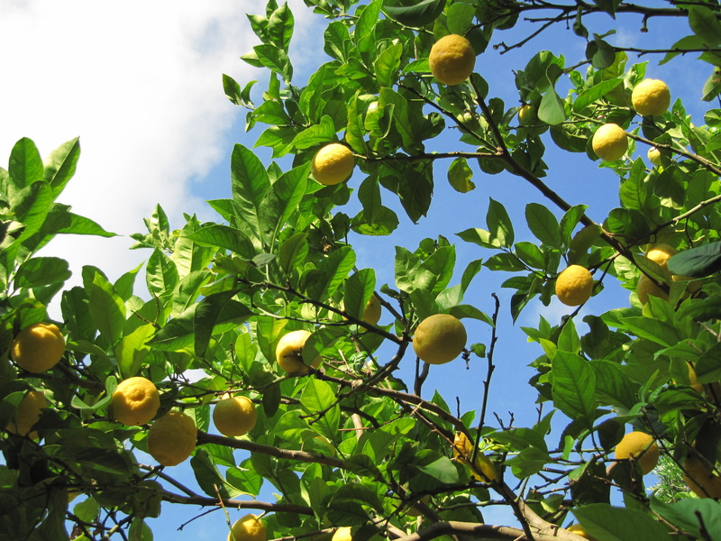 branch, orange, green color, outdoors, 4K, healthy eating, low angle view, freshness, citrus, sky, fruit tree, fruit, yellow, ripe, tree, leaf, growth