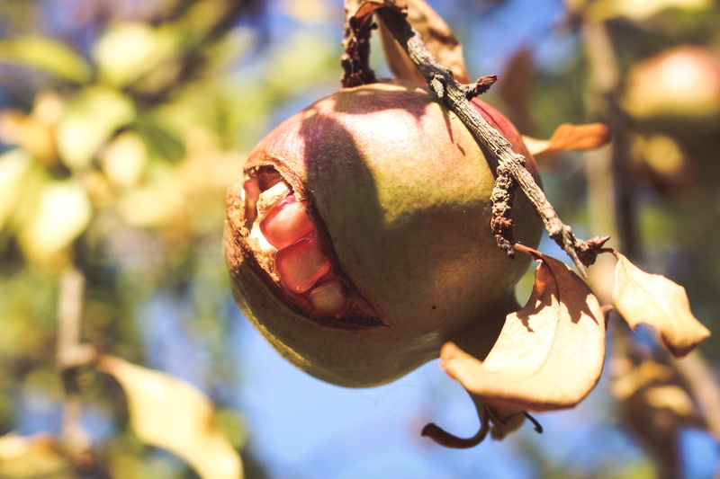 pomegranate tree, branch, healthy eating, day, food and drink, no people, corfu, plant part, growth, beauty in nature, fruit, mouth open, freshness, food
