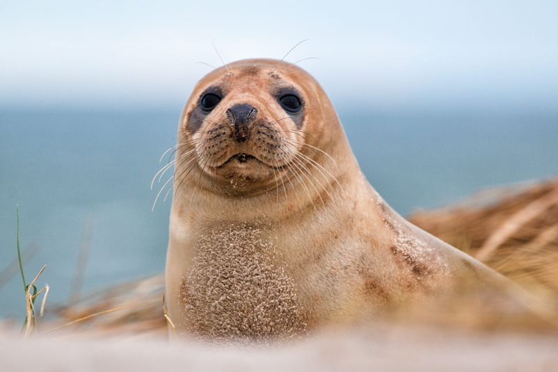 aquatic mammal, animal, no people, fur, outdoors, 1080P, one animal, sea lion, marine, nature, whisker, seal - animal, animal themes, animals in the wild