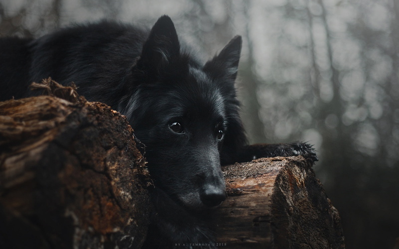 lies, look, dog, 1080P, Anastasia Temnova, logs, black