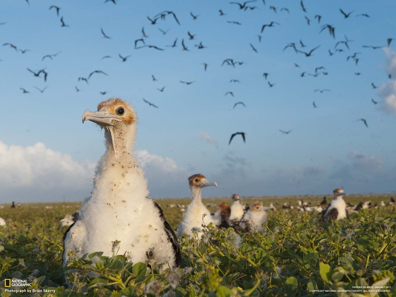 National Geographic, large group of animals, animal themes, flock of birds, animal wildlife, 720P, animal family, bird, animals in the wild, nature, no people
