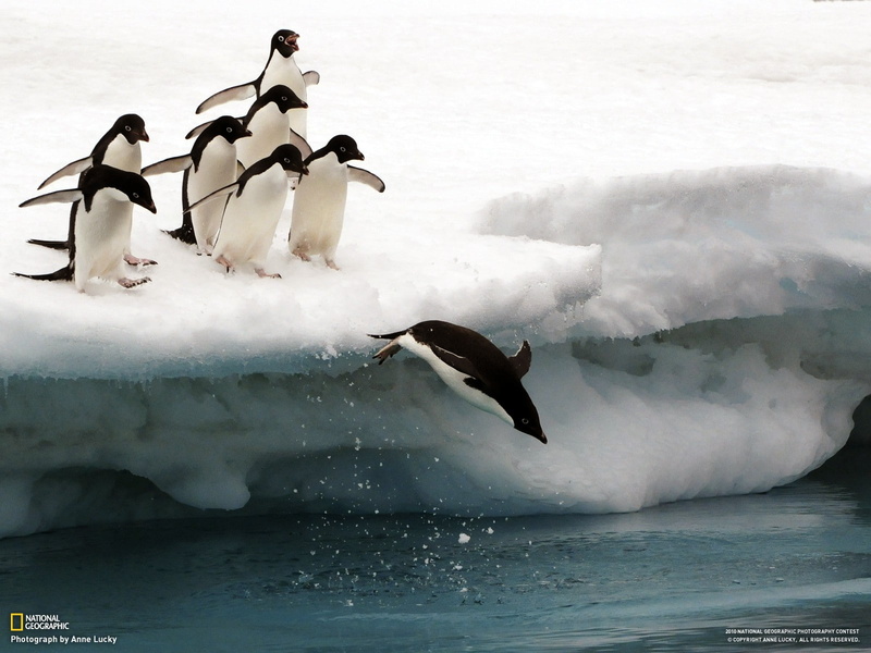 penguins, birds, National Geographic, ice, 720P