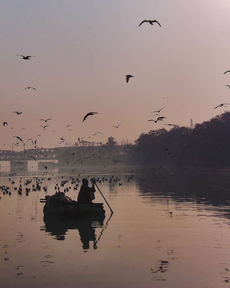 boat, sky, evening, bird, group of animals, large group of animals, beach, flying, silhouette, man, lonliness, dawn, waterfront, traveller, 4K, animals in the wild