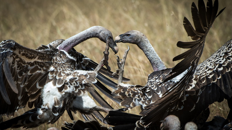 bird, Vulture, Kenya, Masai Mara, 2K, National Geographic Traveler Photo Contest
