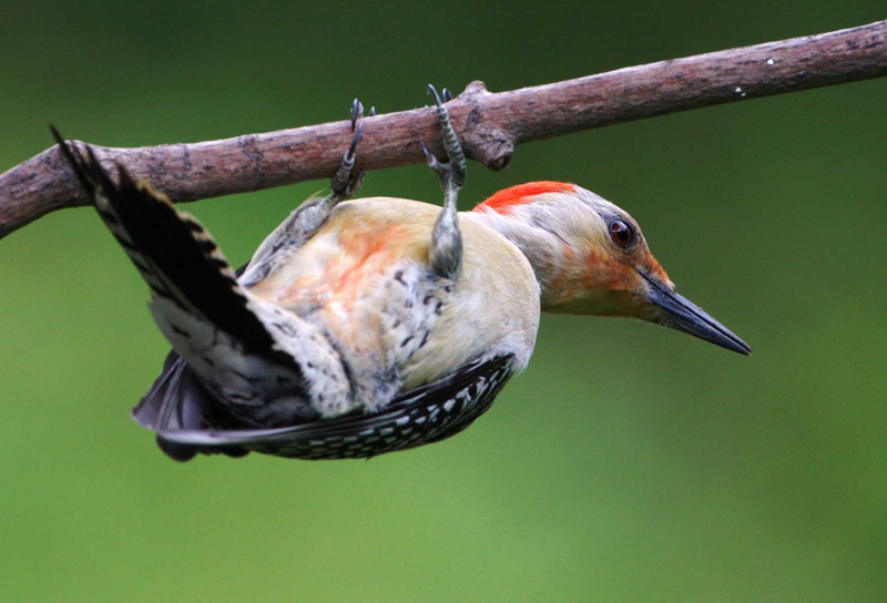 focus, yellow, hanging, bellied, habitat, tree branch, nature, john heinz  national wildlife refuge, woodpecker, usfws, john heinz national wildlife refuge