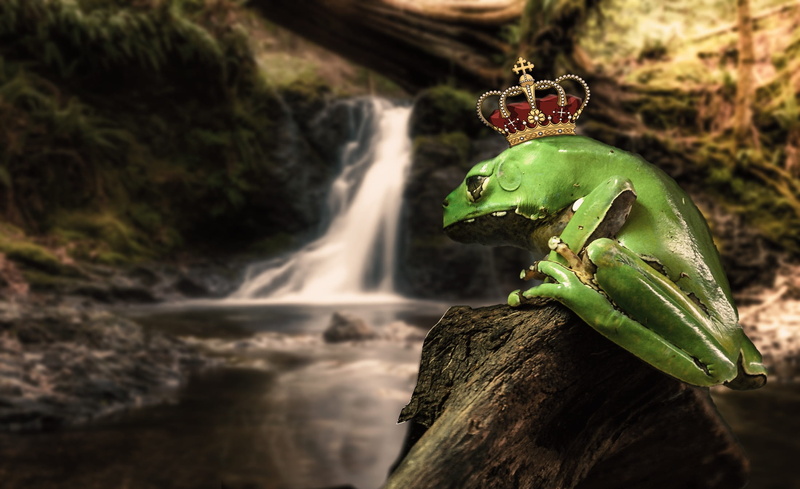 prince, no people, near, brown, flowing, plant, green color, crown, frog prince, rock, princess, animals in the wild, animal, wood, nature, rock - object