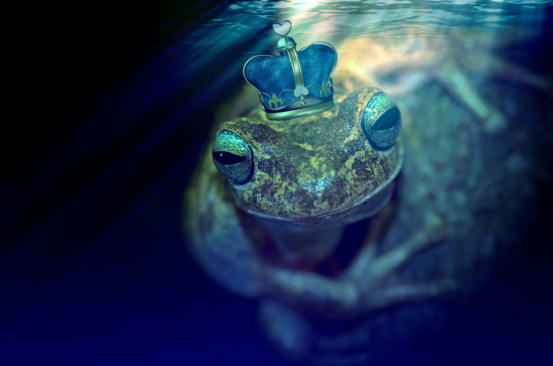 animal head, animal themes, 2K, prince, pond, fairy tales, king, eyes, water, animal, turtle, fairy tale, animal body part, swimming, one animal, blue