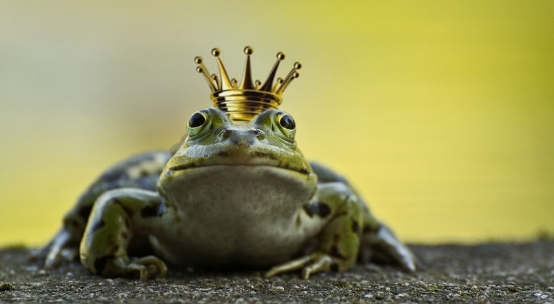 Aero, Story, animals in the wild, Crown, animal body part, nature, looking at camera, surface level, close-up, selective focus, Frog, eye, animal wildlife